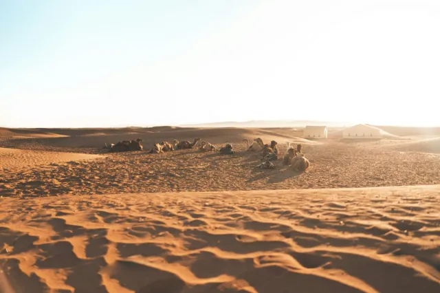 Camels resting on rippled sand dunes in soft morning light