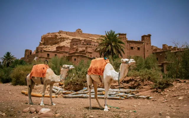 Two white camels below the Ait Ben Haddou kasbah