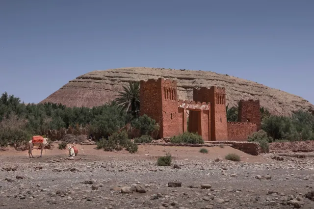 Earthen kasbah with a palm tree below a rocky ridge, camels in front