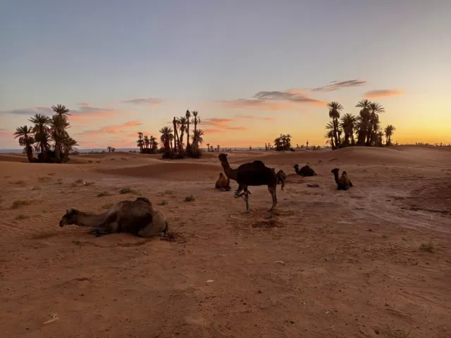 Dromedarios descansando en la arena junto a palmeras al atardecer