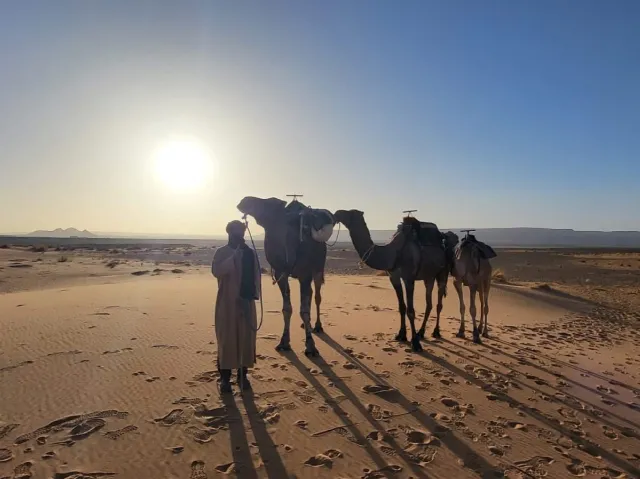 Cameleer standing with three saddled camels against the low sun