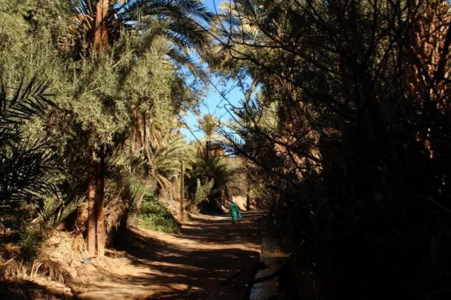 Shaded path through a dense palm grove in an oasis