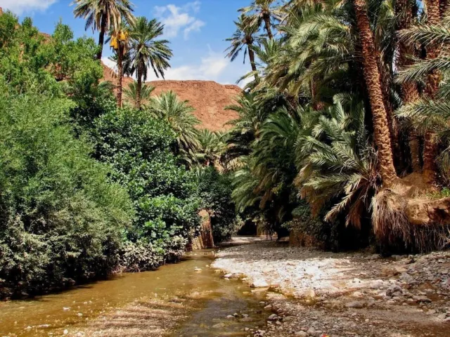 Shallow stream between palm trees and green shrubs in an oasis