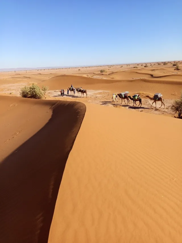 Cresta curva de una duna con una caravana de dromedarios debajo