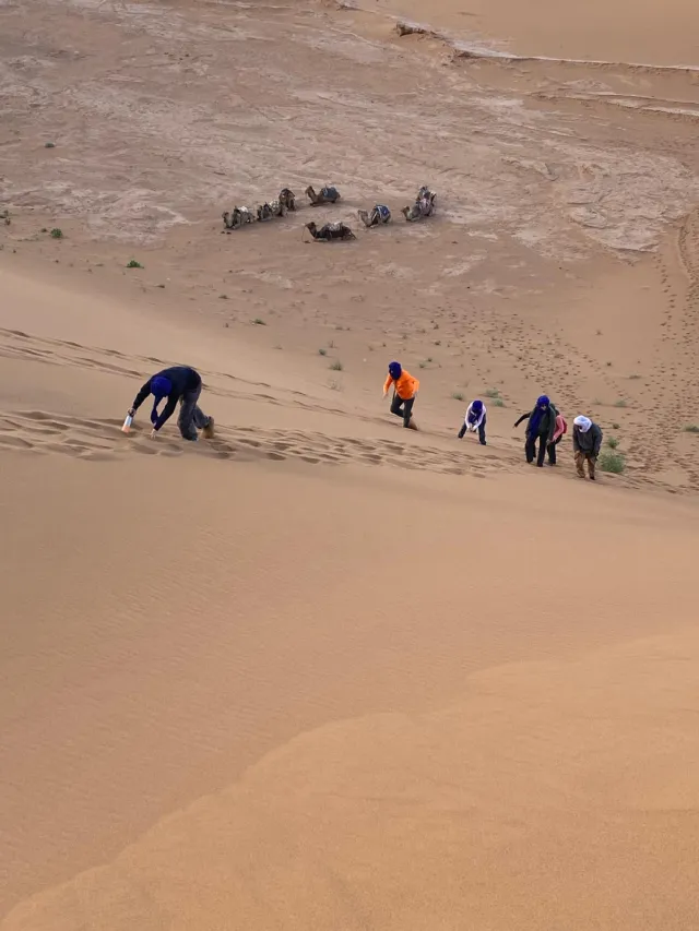 Walkers climbing a steep sand dune, camels resting below